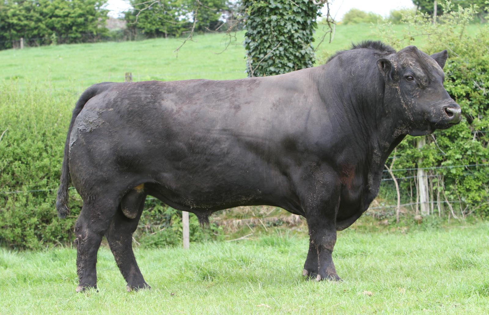 Liss Buster, a black Aberdeen Angus bull on pasture