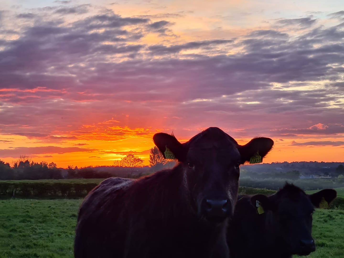 Two Aberdeen Angus cattle in the sunset