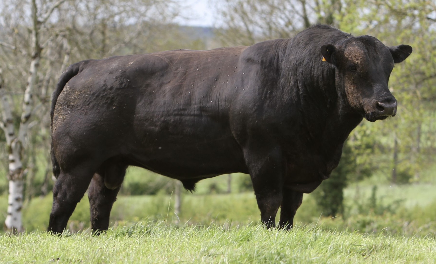 Liss Bear, Black Aberdeen Angus bull