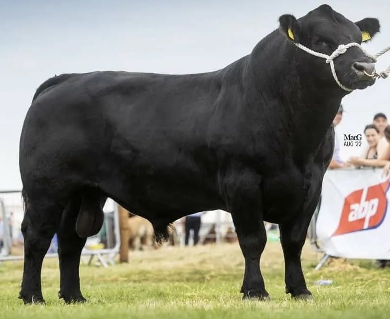 Liss Dingle, Black Aberdeen Angus bull