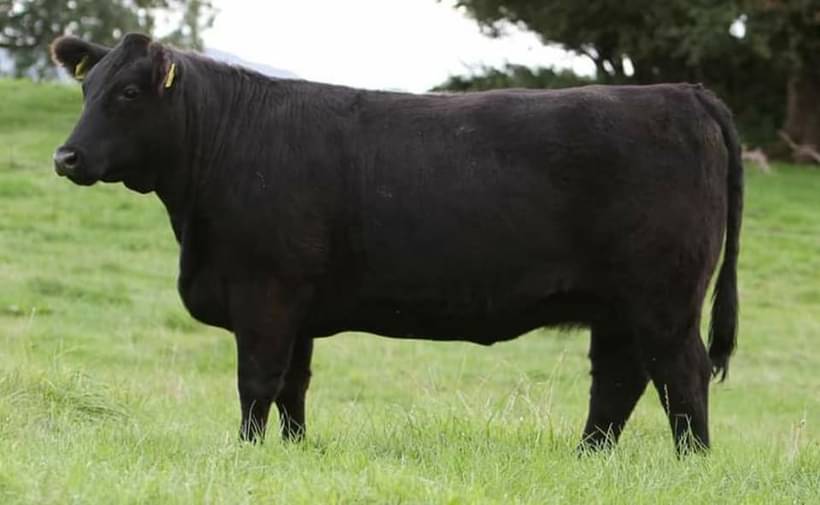 Liss Minree, an Aberdeen Angus heifer on pasture