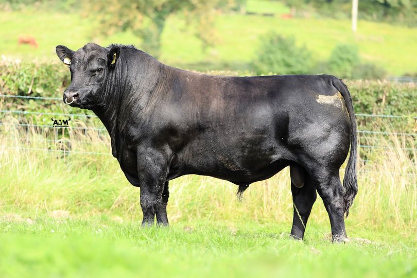 Liss Minter, Black Aberdeen Angus bull