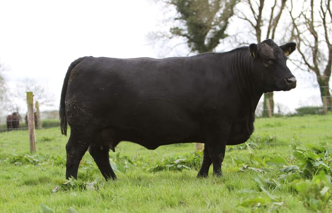 Liss Duchess, Black Aberdeen Angus cow on pasture