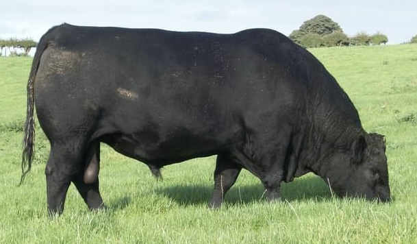 Liss Tango, Black Aberdeen Angus Bull