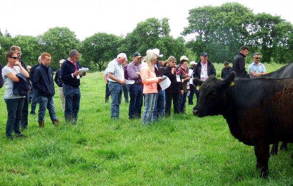 Farmers on a pasture looking at an Aberdeen Angus heifer
