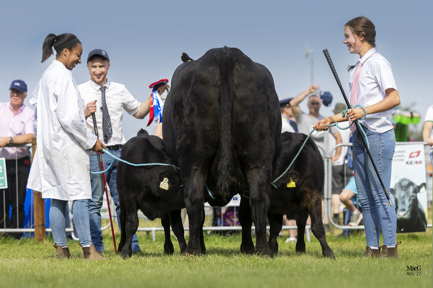 Two Angus calves sucking a cow at a show