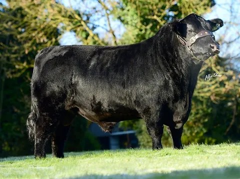 Liss Brendan P465 selected for&nbsp;stud