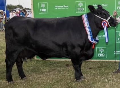 Liss Kim, Aberdeen Angus cow winning Tullamore show