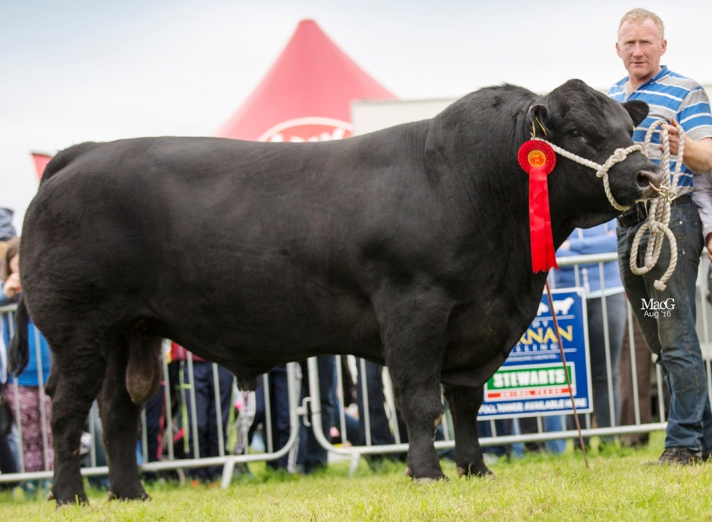 Liss Marty, Black Aberdeen Angus Bull