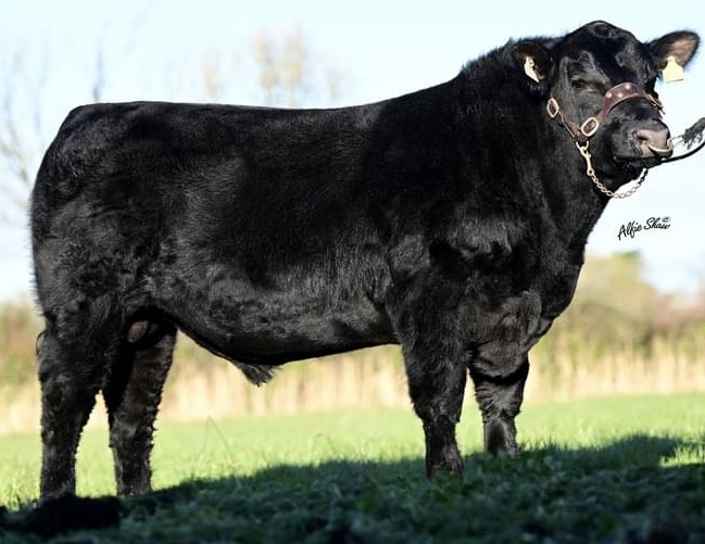 Liss Terminator, young Aberdeen Angus bull on a halter