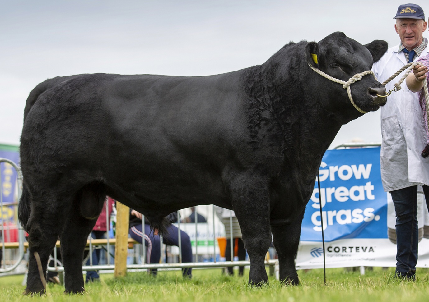 Mogeely Dreamer, Aberdeen Angus bull winning All-Ireland champion