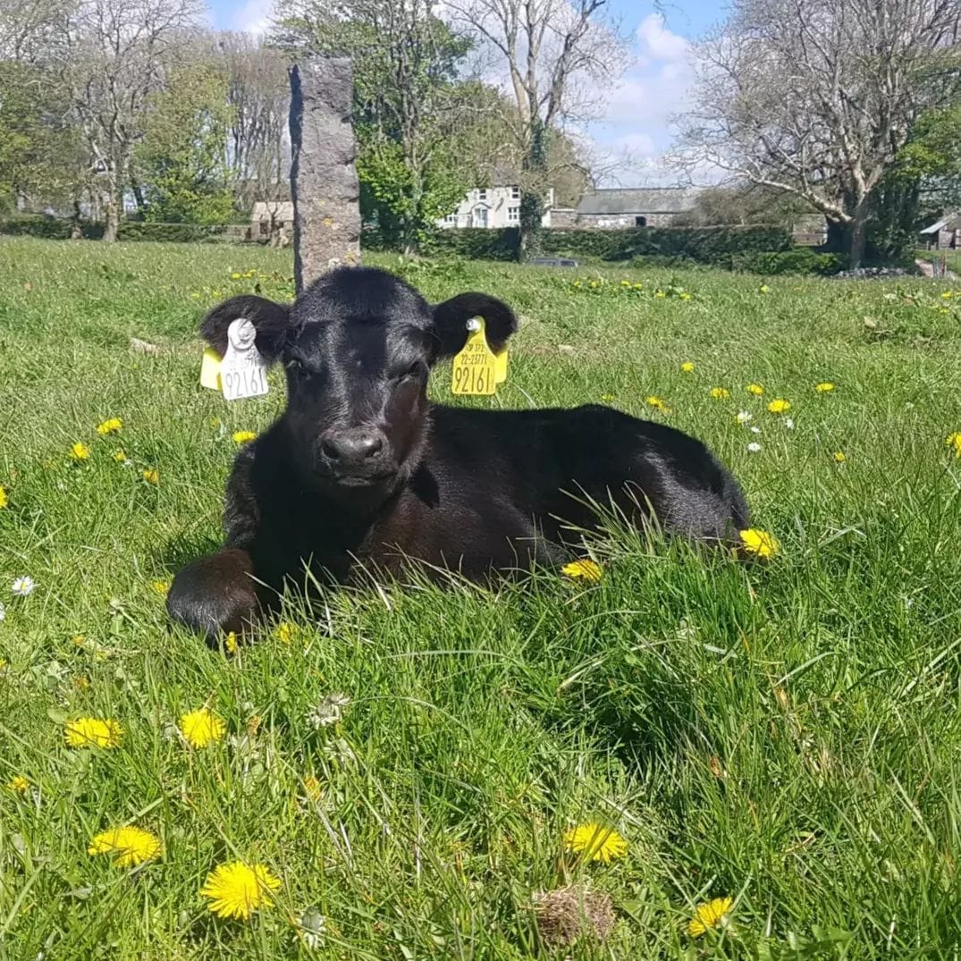 Small Angus calf lying on a field