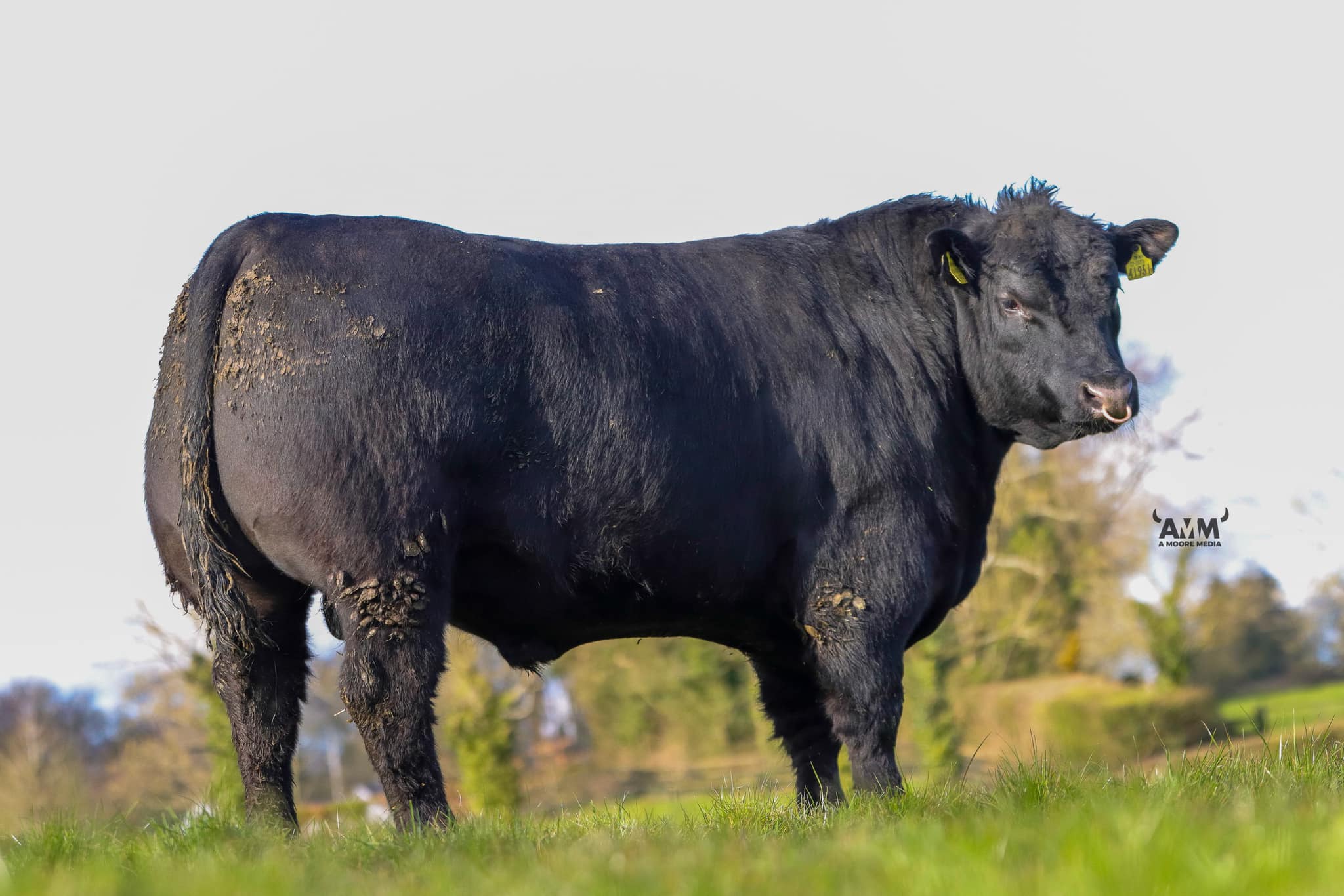 Liss Martin, Black Aberdeen Angus bull at Gigginstown