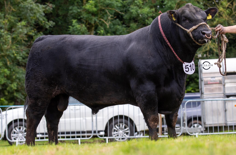 Liss Masterstroke W013, black Aberdeen Angus bull