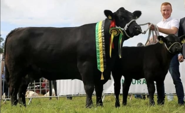 Liss Minree, Angus cow winning a show in Ireland