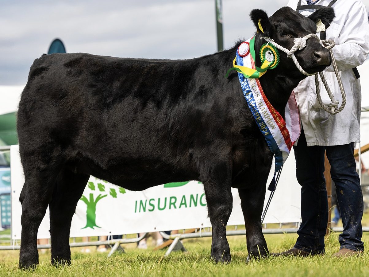 Liss Minree, Black Aberdeen Angus heifer winning a show