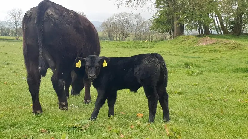 Black Angus calf with its mother on pasture