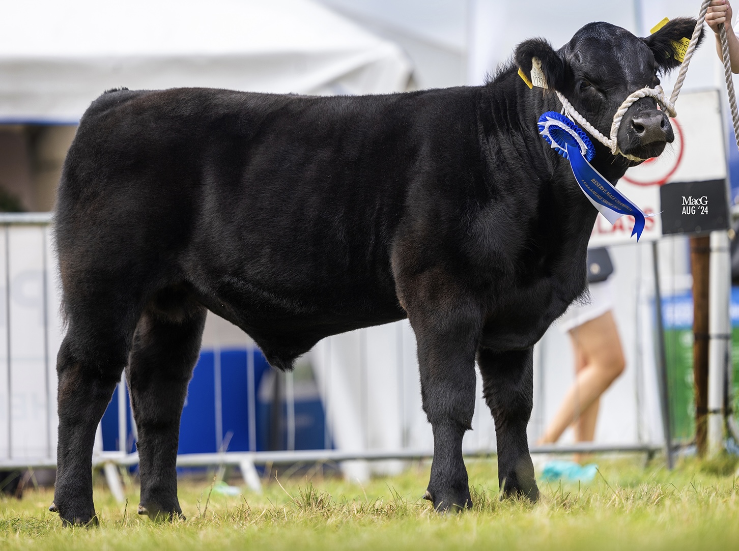 A young Angus bull winning a show