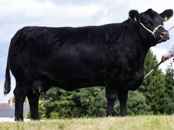 Liss Myrlo, Black Aberdeen Angus Cow