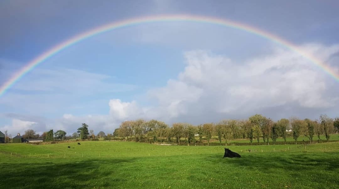 A bull on pasture with a rainbow