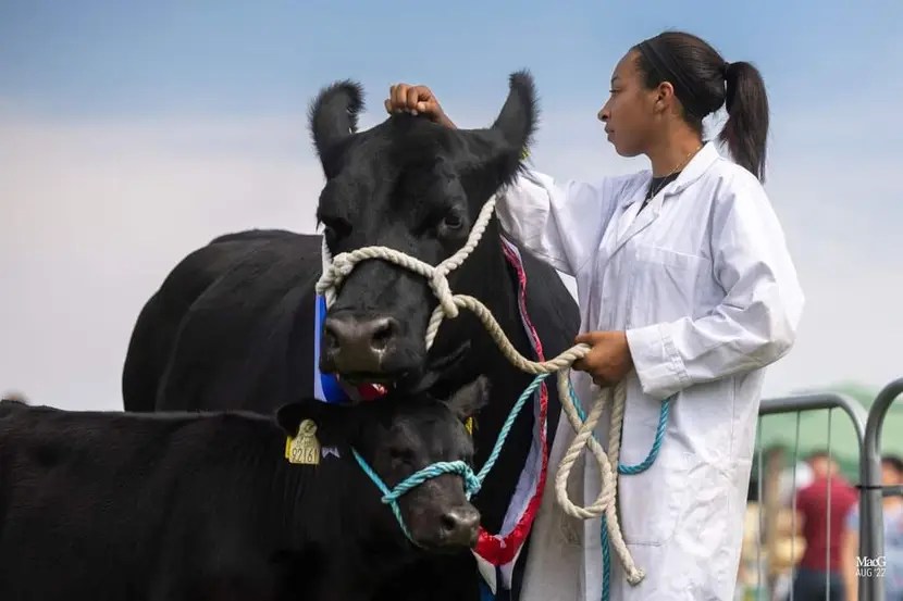 Women scratching an Angus cow at the head