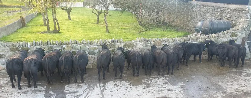 Young Angus breeding bulls in front of a stone wall