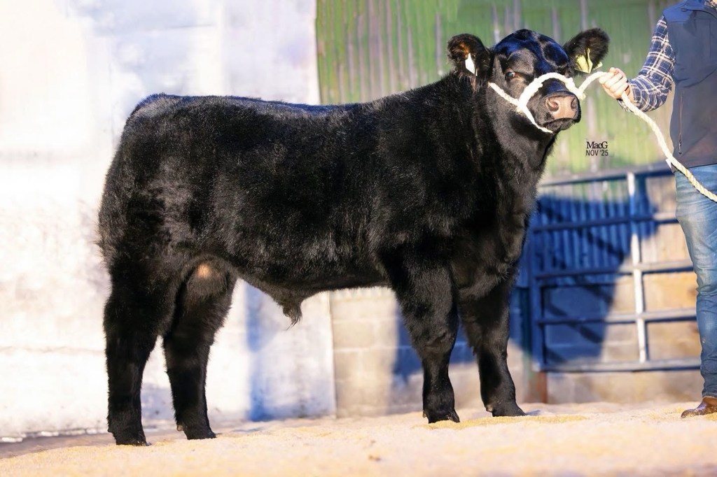 Success at the National Calf&nbsp;Show