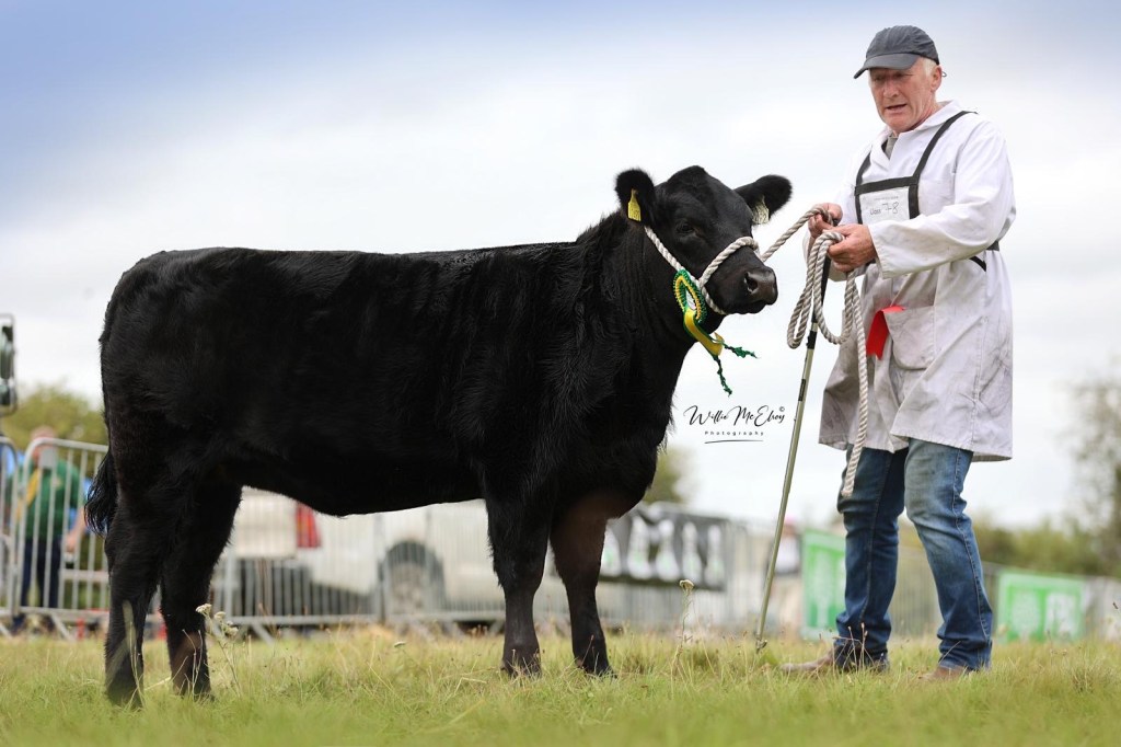 Great success with young cattle at Trim&nbsp;Show